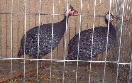 Perlička modrá- ch. Spišák Patrik MCH